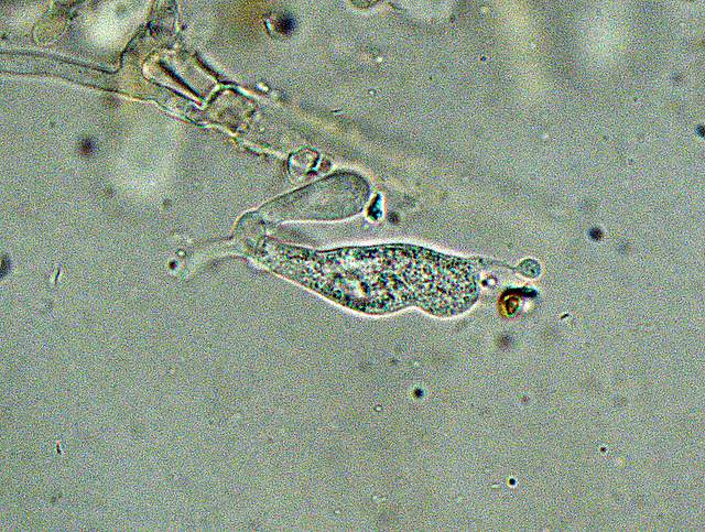 Galerina spec.  Cod.: 0260-07